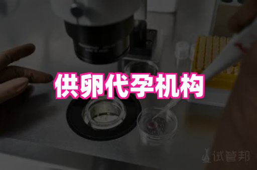 哈尔滨助孕网 4